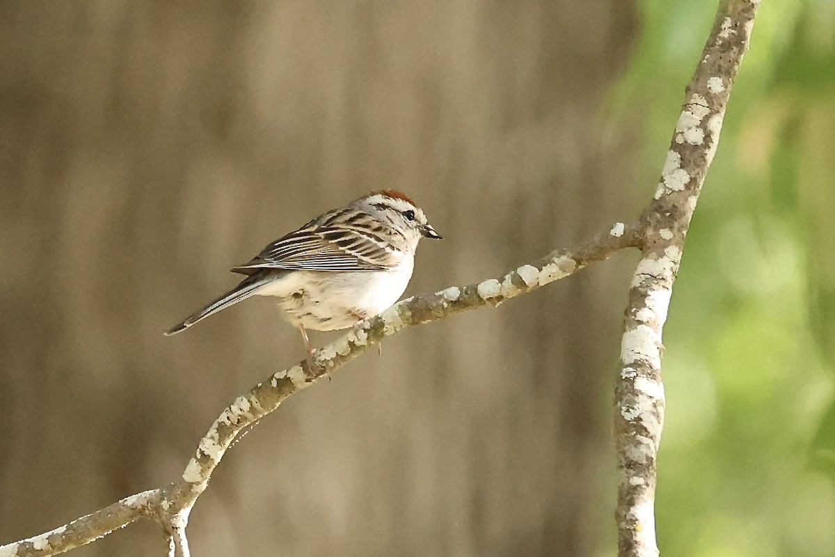 Chipping Sparrow - Karen Barlow