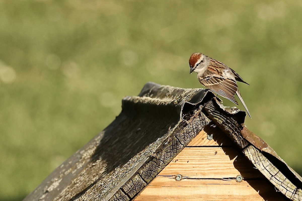 Chipping Sparrow - ML618215347