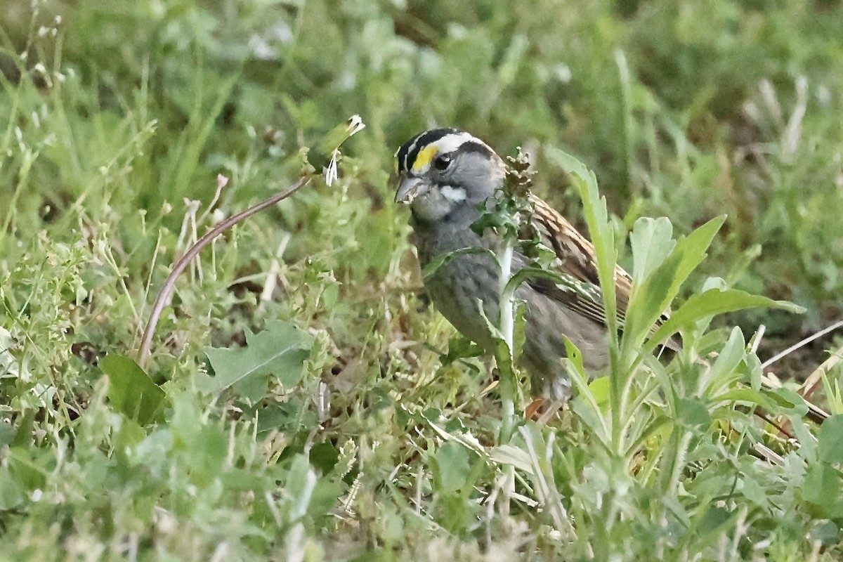 White-throated Sparrow - Karen Barlow