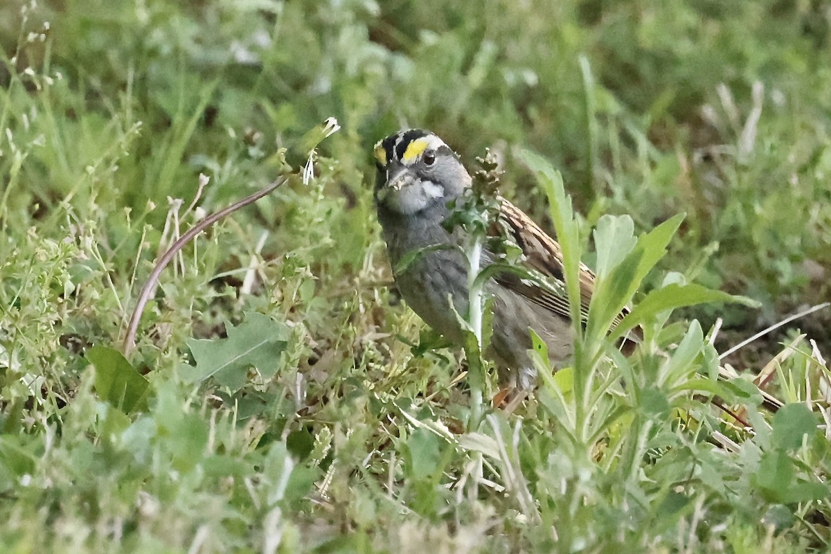 White-throated Sparrow - ML618215355