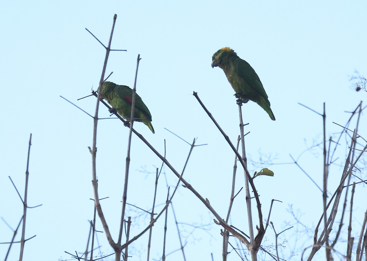 Yellow-naped Parrot - ML618215369