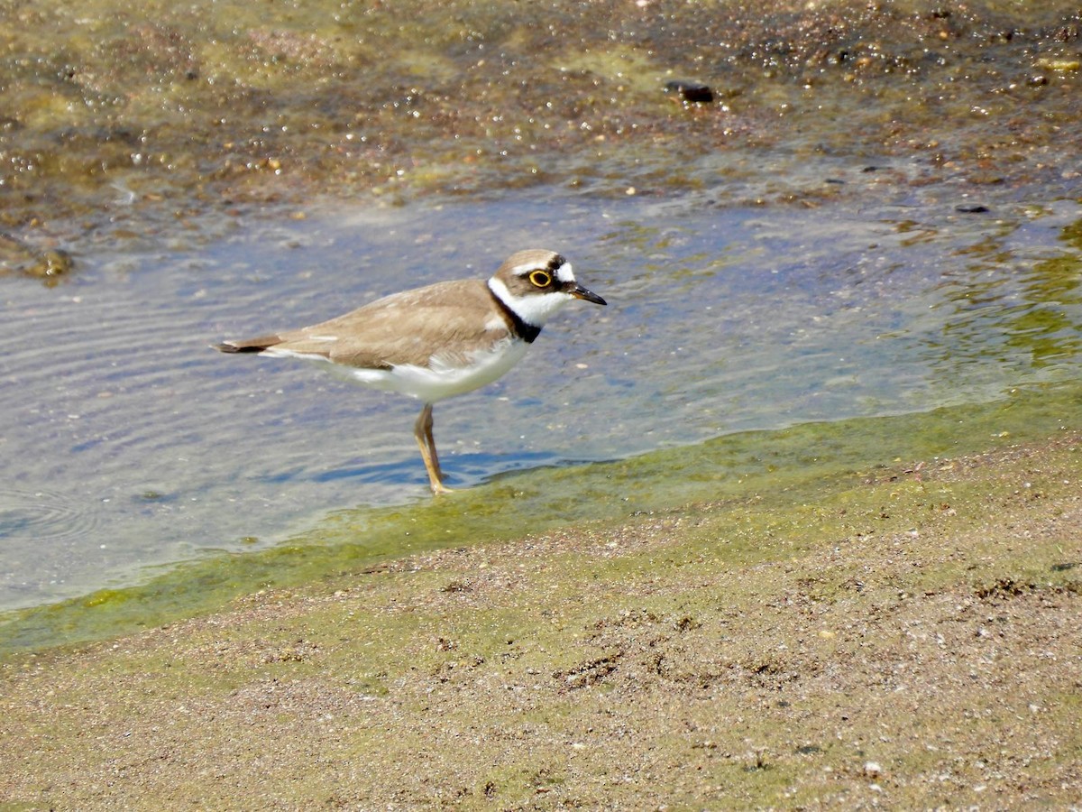 Little Ringed Plover - Andy Todd