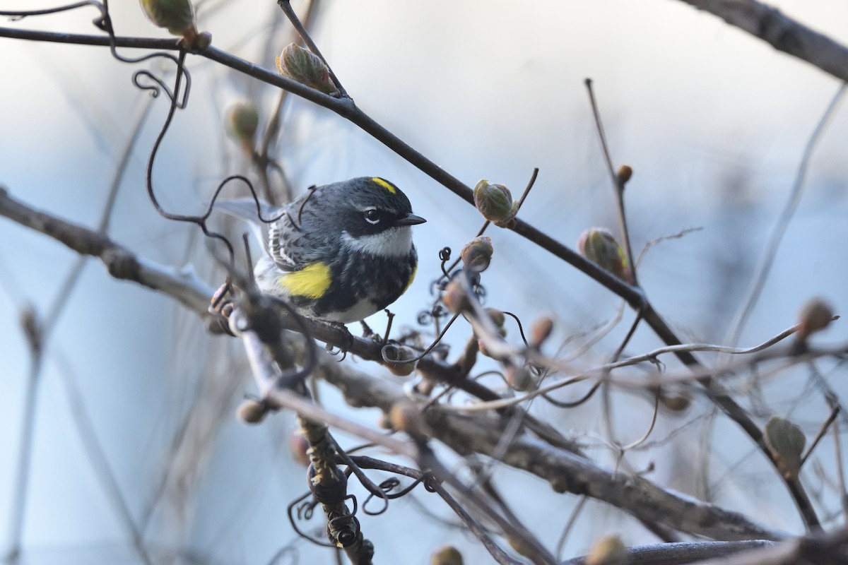 Yellow-rumped Warbler - Andrew Schopieray