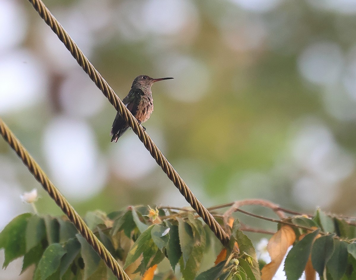Mangrove Hummingbird - ML618215412