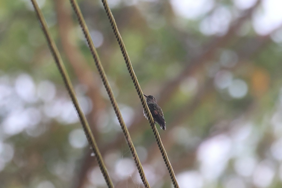 kolibřík mangrovový - ML618215413