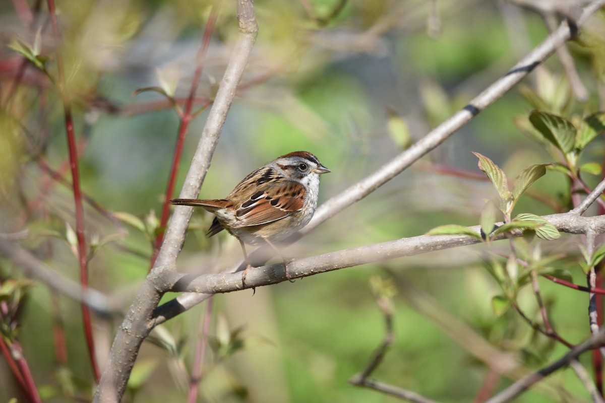Swamp Sparrow - ML618215420