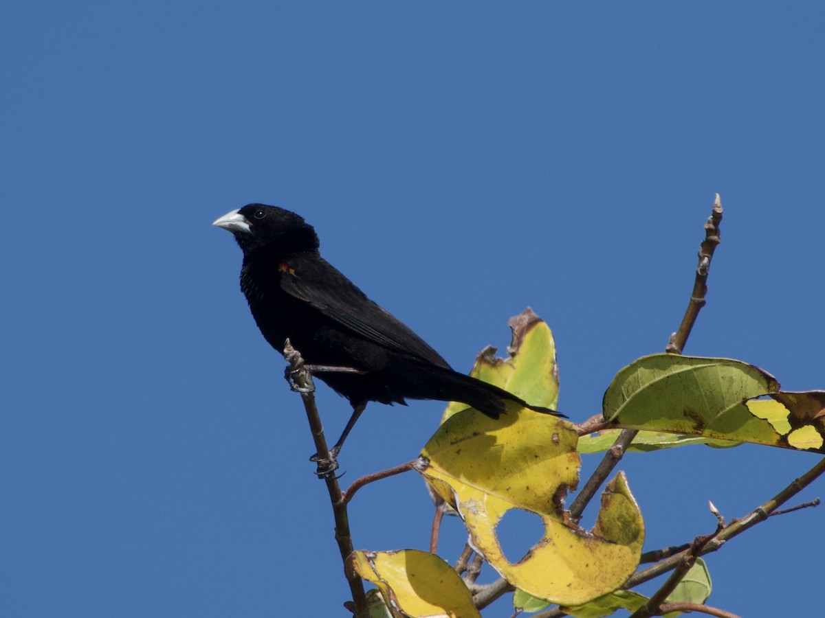 Fan-tailed Widowbird - GARY DOUGLAS