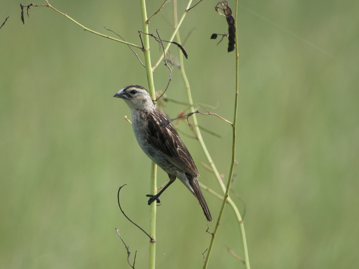 Fan-tailed Widowbird - ML618215511