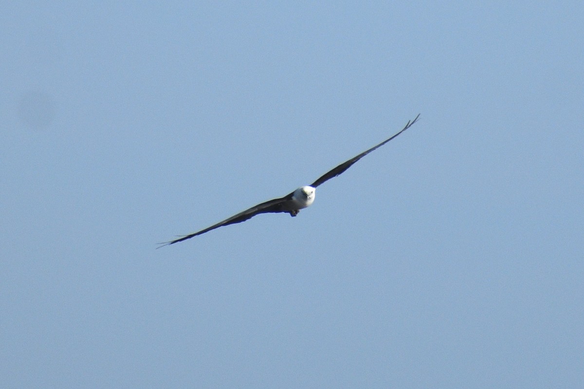 Swallow-tailed Kite - ML618215525