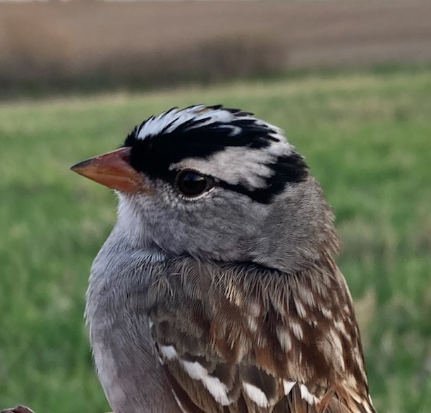 White-crowned Sparrow (Dark-lored) - Joel Jorgensen