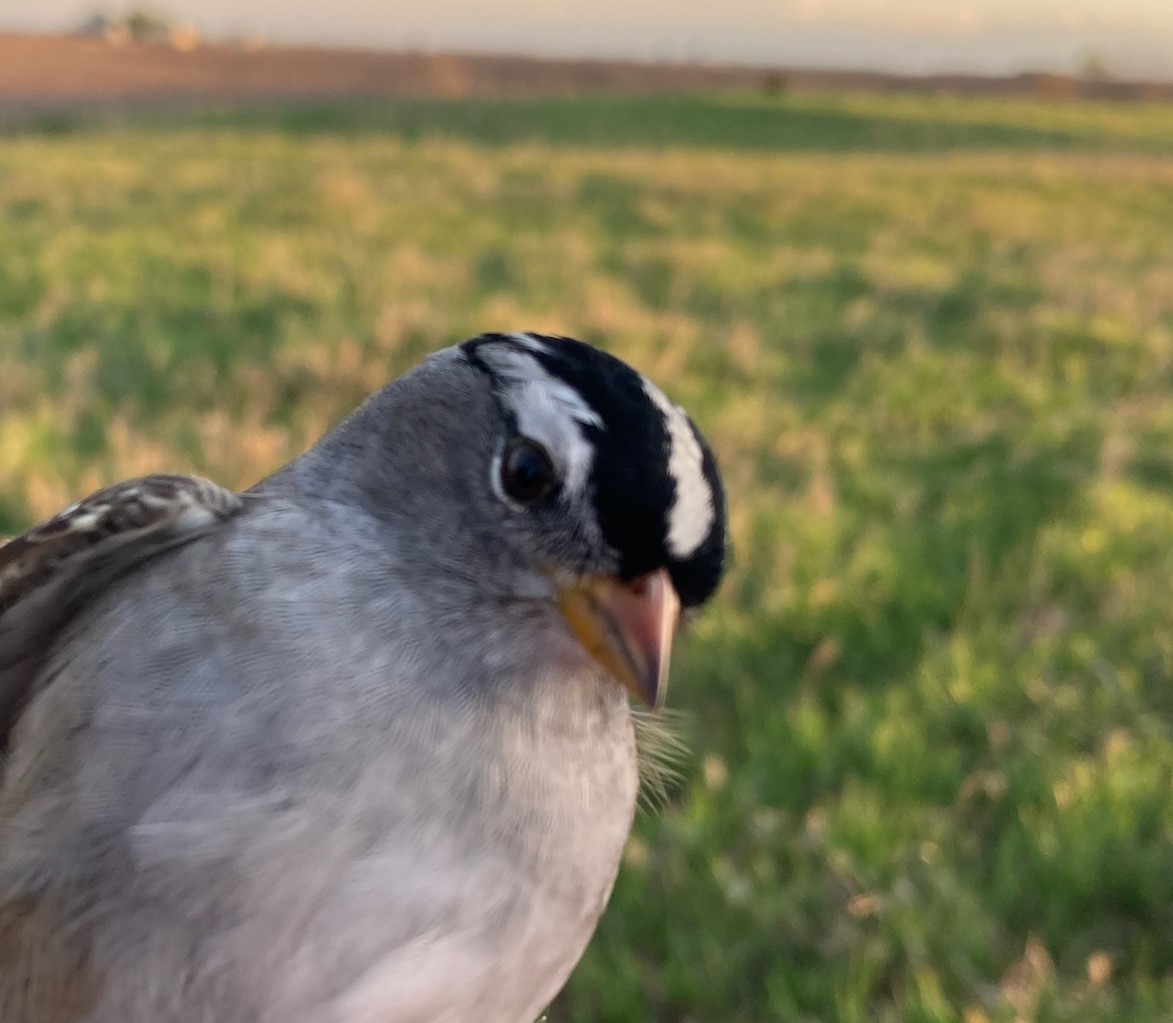White-crowned Sparrow (Gambel's) - ML618215542