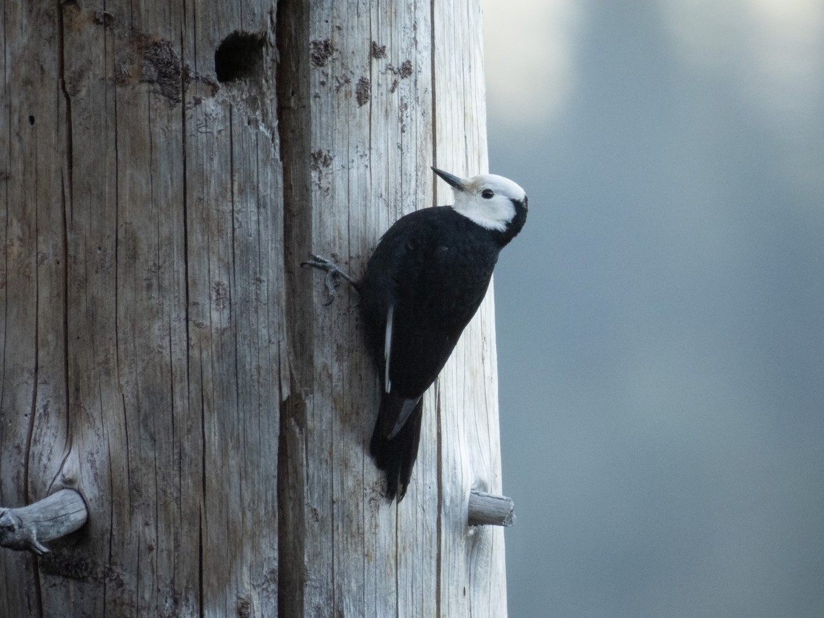 White-headed Woodpecker - ML618215570