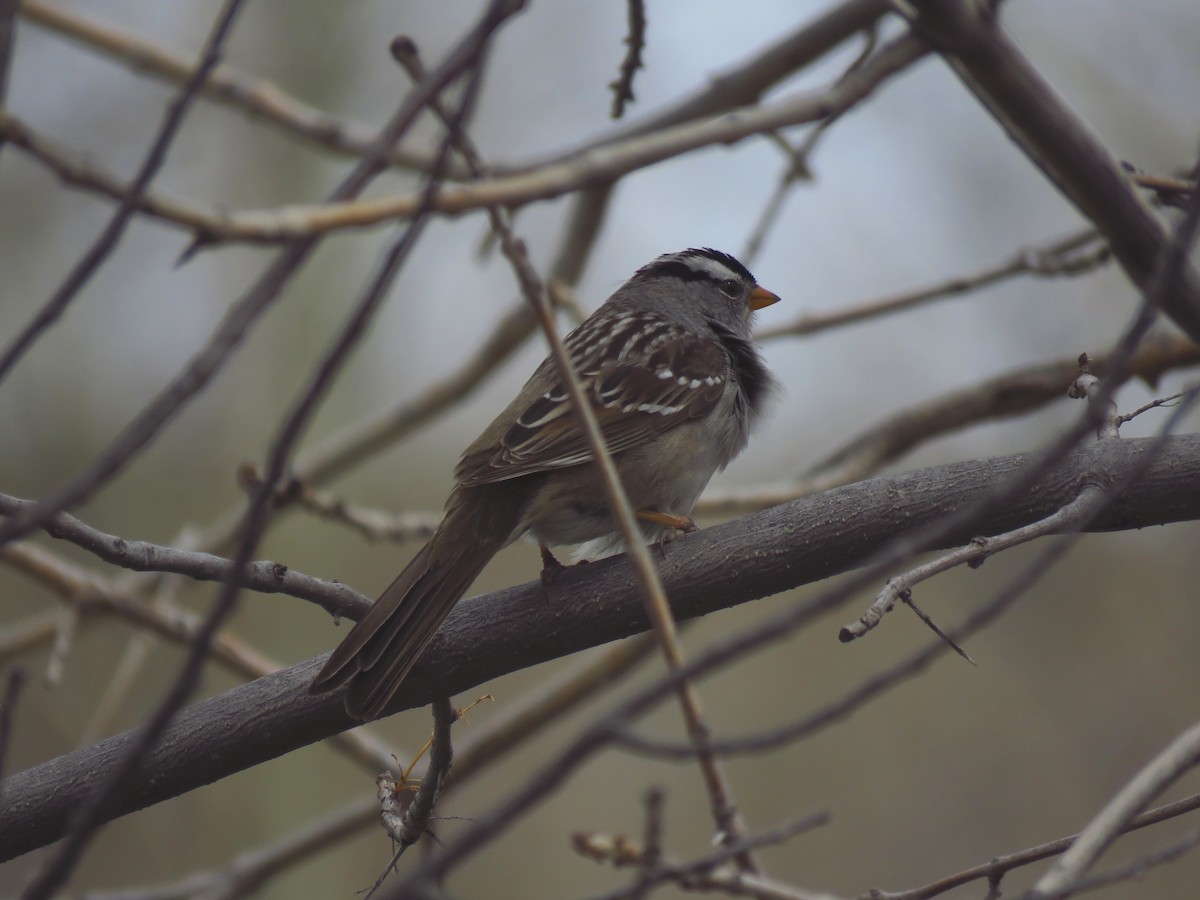 White-crowned Sparrow - ML618215581