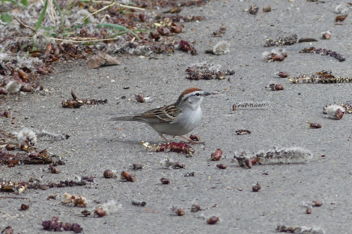 Chipping Sparrow - ML618215595