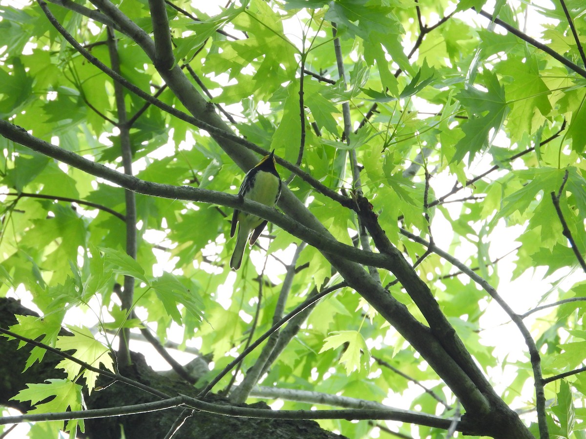 Black-throated Green Warbler - Quentin Reiser
