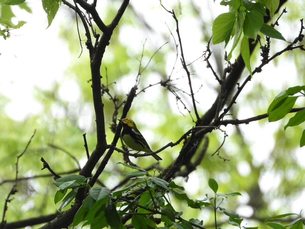 Black-throated Green Warbler - Quentin Reiser