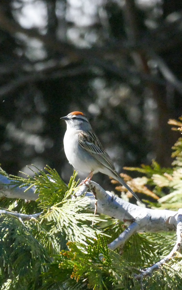 Chipping Sparrow - ML618215622