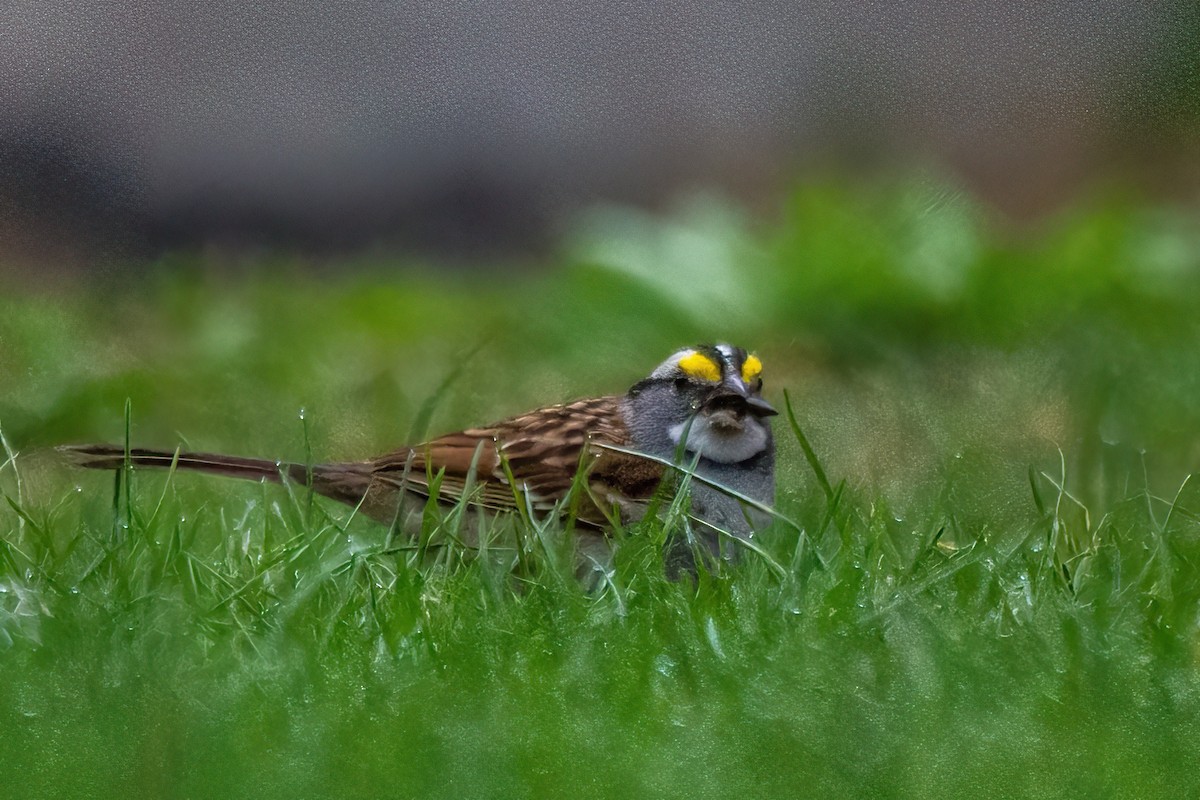 White-throated Sparrow - Marc Boisvert