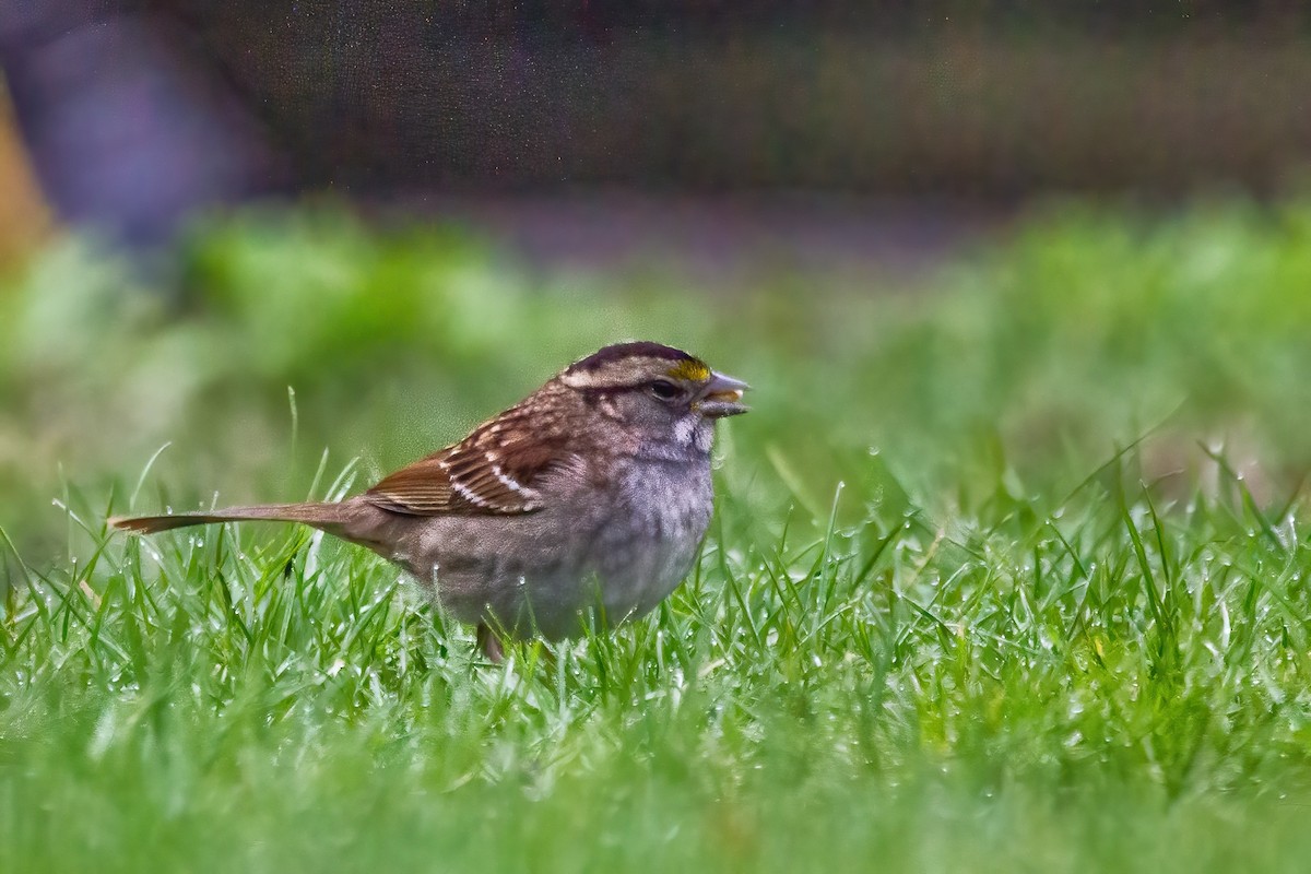 White-throated Sparrow - ML618215633