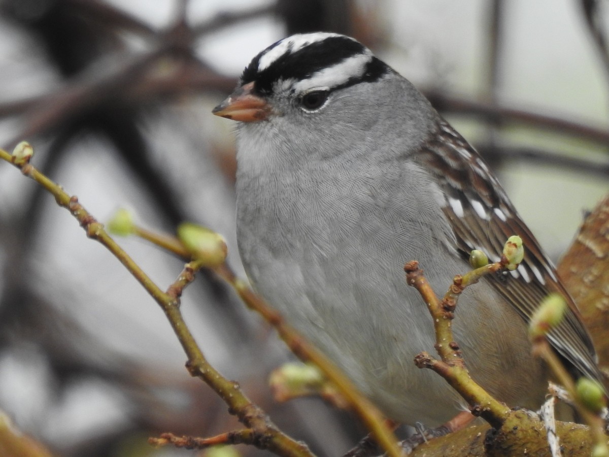 White-crowned Sparrow (Gambel's) - ML618215636