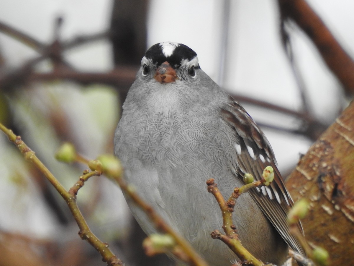 White-crowned Sparrow (Gambel's) - Dana Siefer