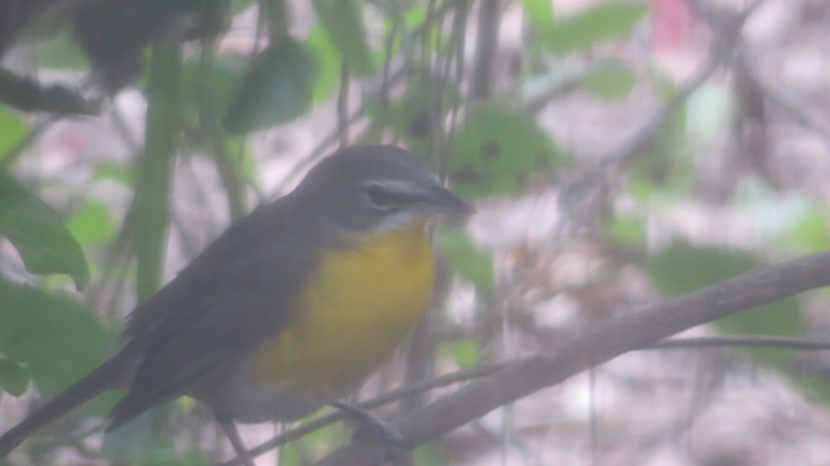 Yellow-breasted Chat - ML618215701