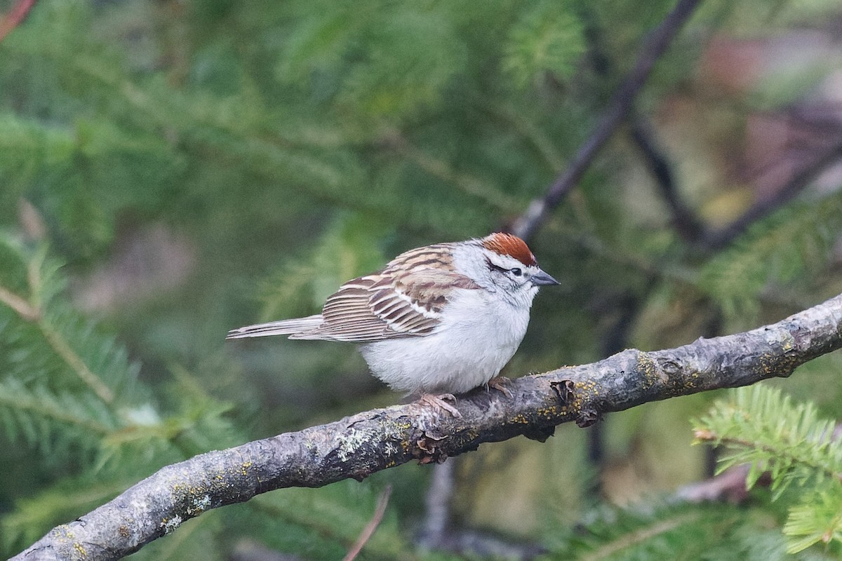 Chipping Sparrow - Mike Van Norman