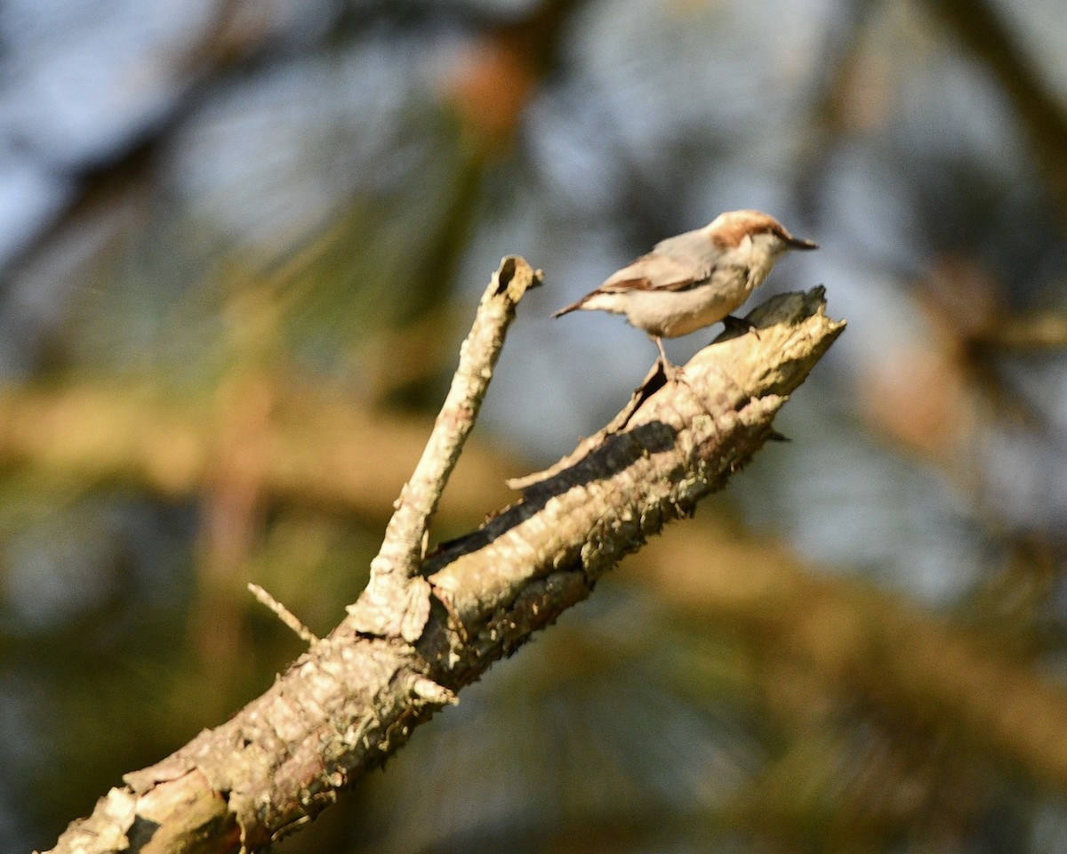 Brown-headed Nuthatch - ML618215717