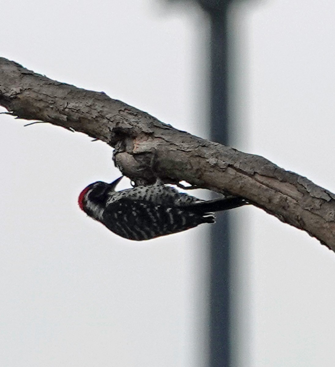 Nuttall's Woodpecker - ML618215735