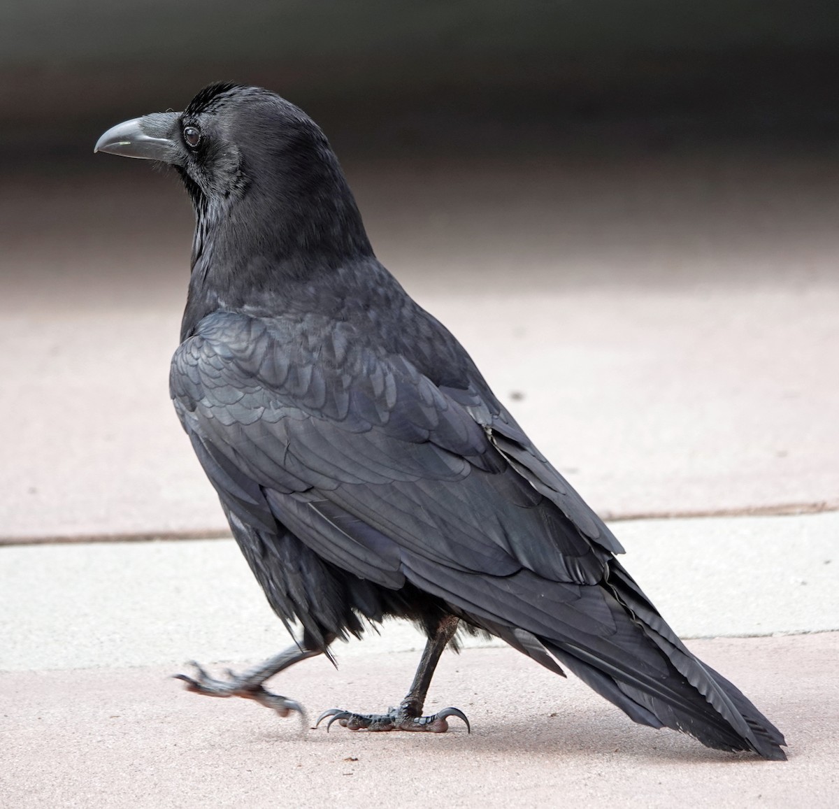 Common Raven - ML618215755