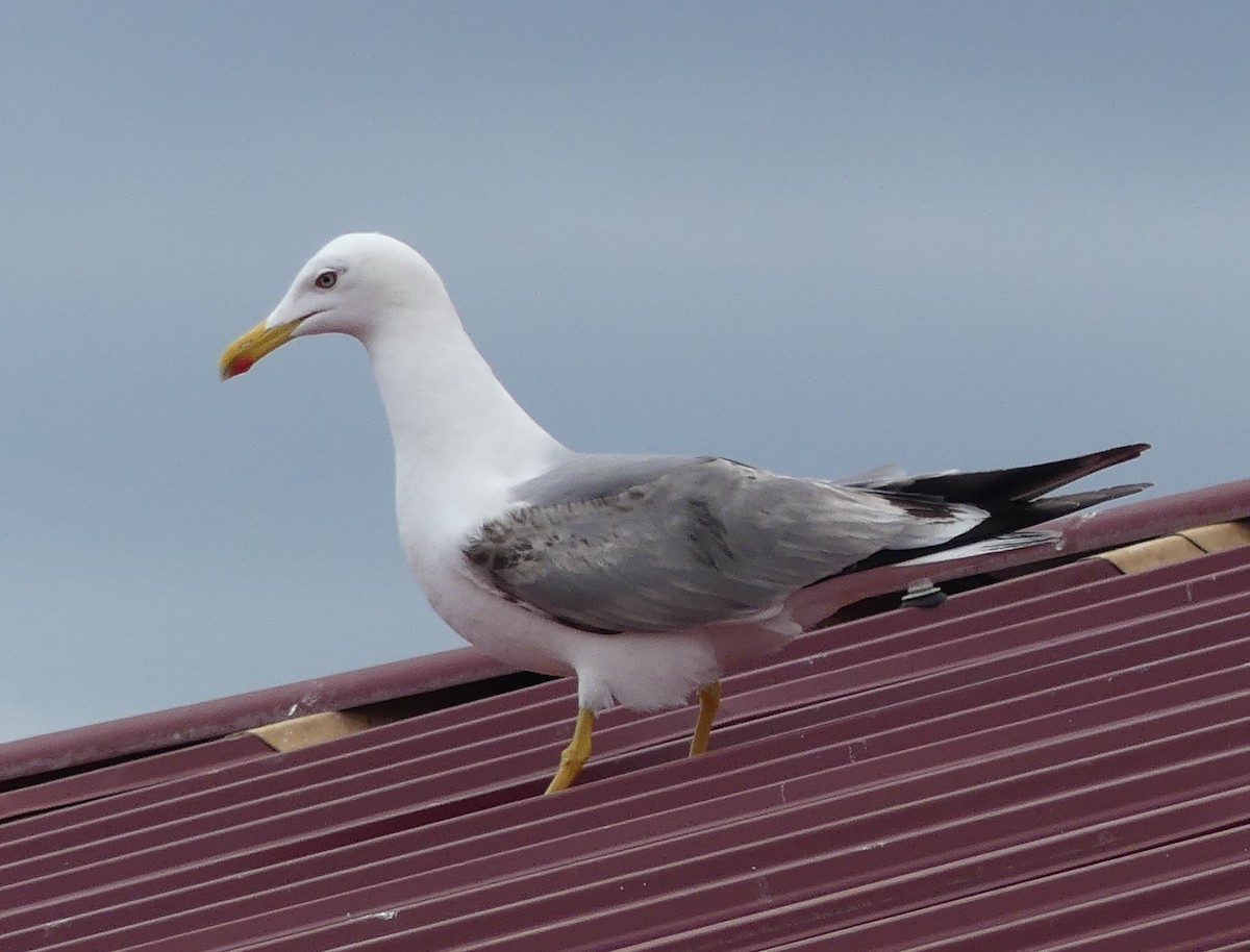 Yellow-legged Gull (michahellis) - ML618215798