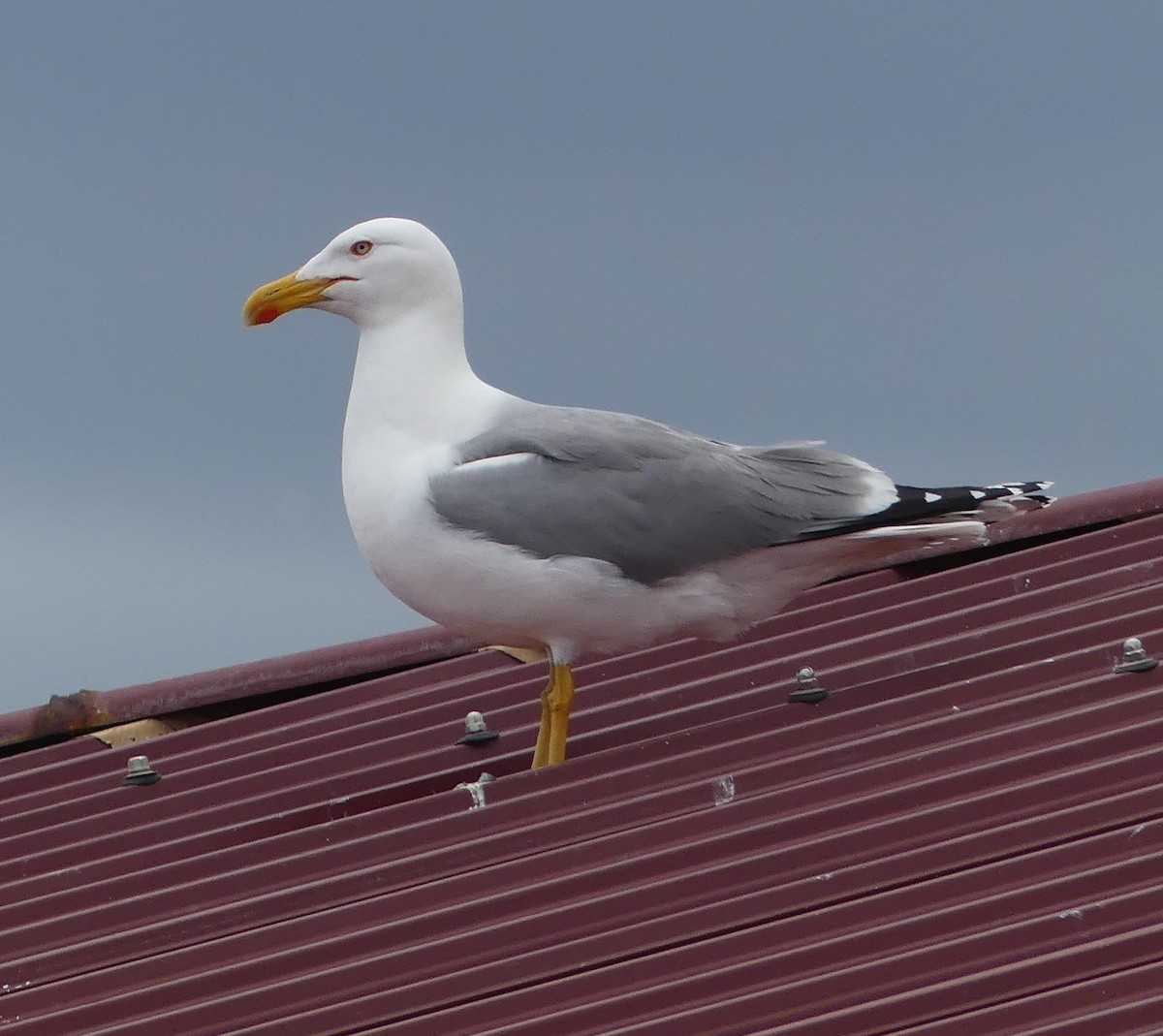 Yellow-legged Gull (michahellis) - ML618215799