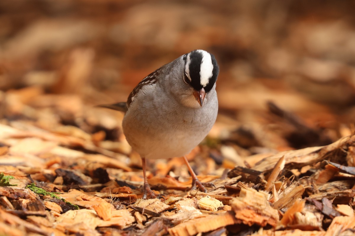 White-crowned Sparrow - James Lees