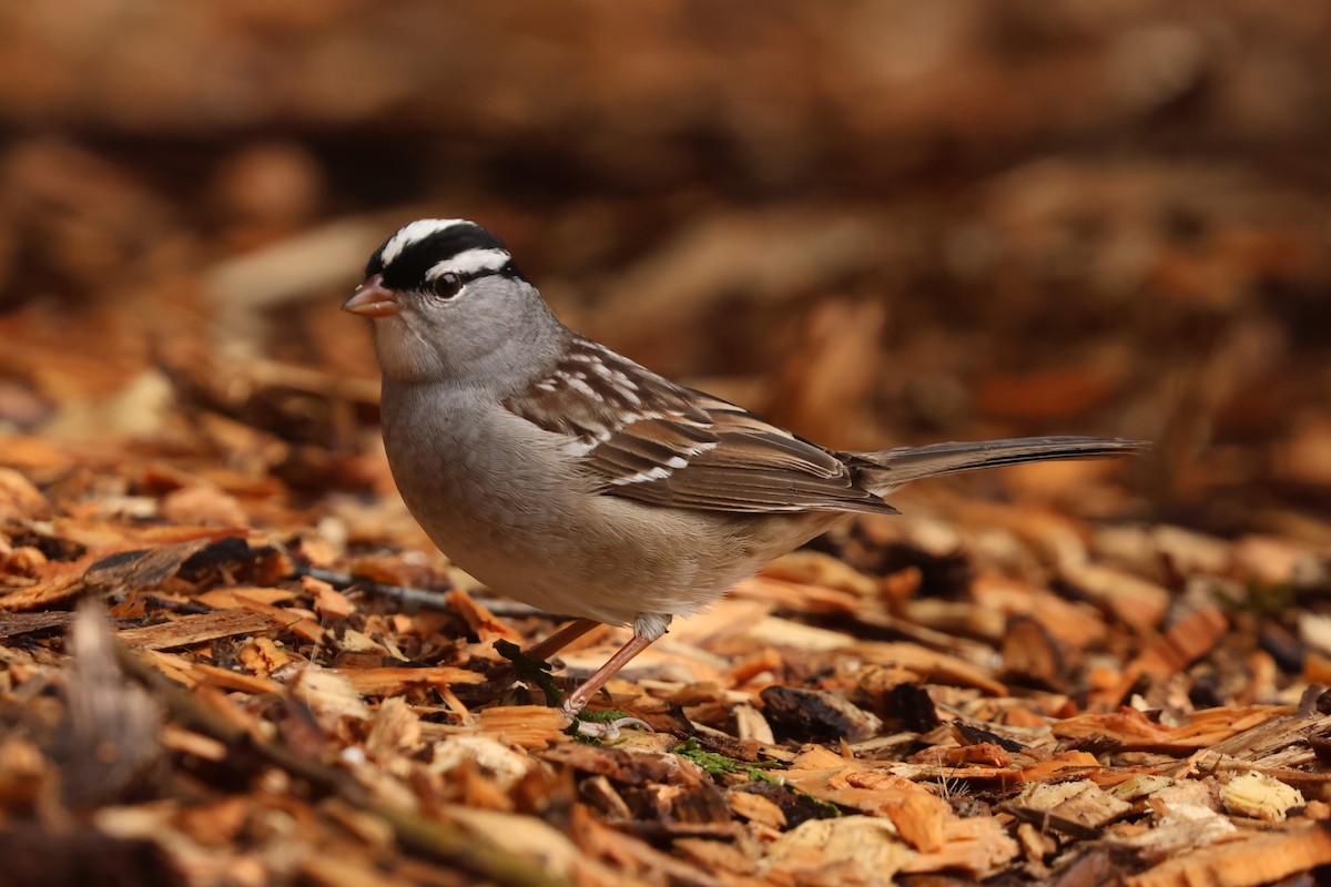 White-crowned Sparrow - James Lees