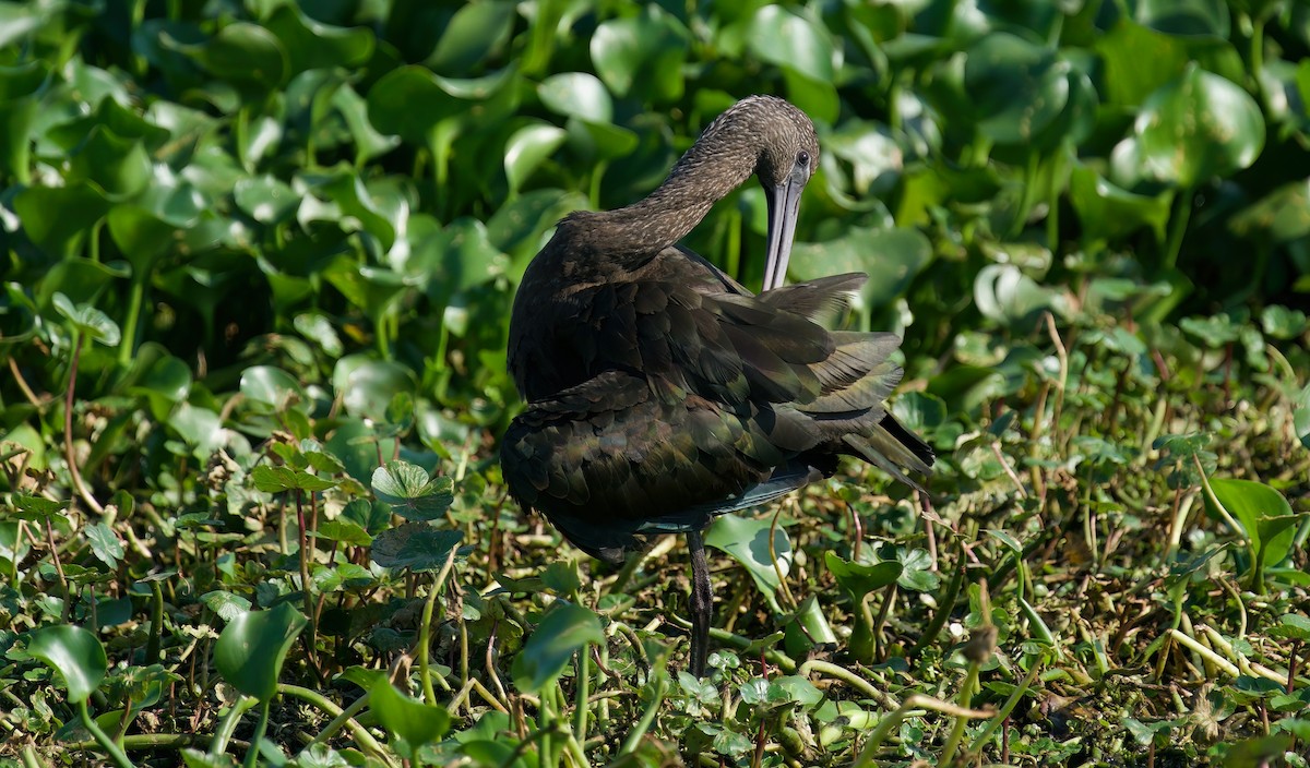 ibis hnědý - ML618215845