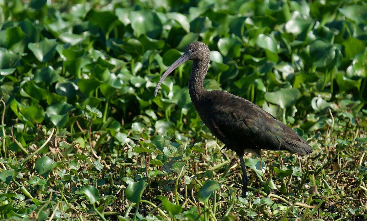 ibis hnědý - ML618215846
