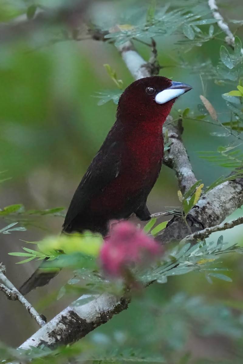 Silver-beaked Tanager - ML618215898