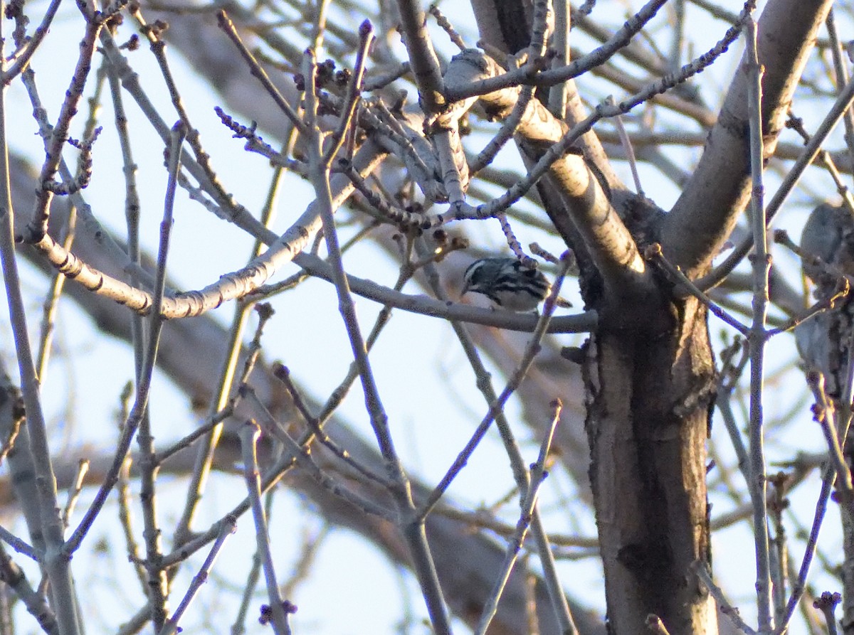 Black-and-white Warbler - ML618215907