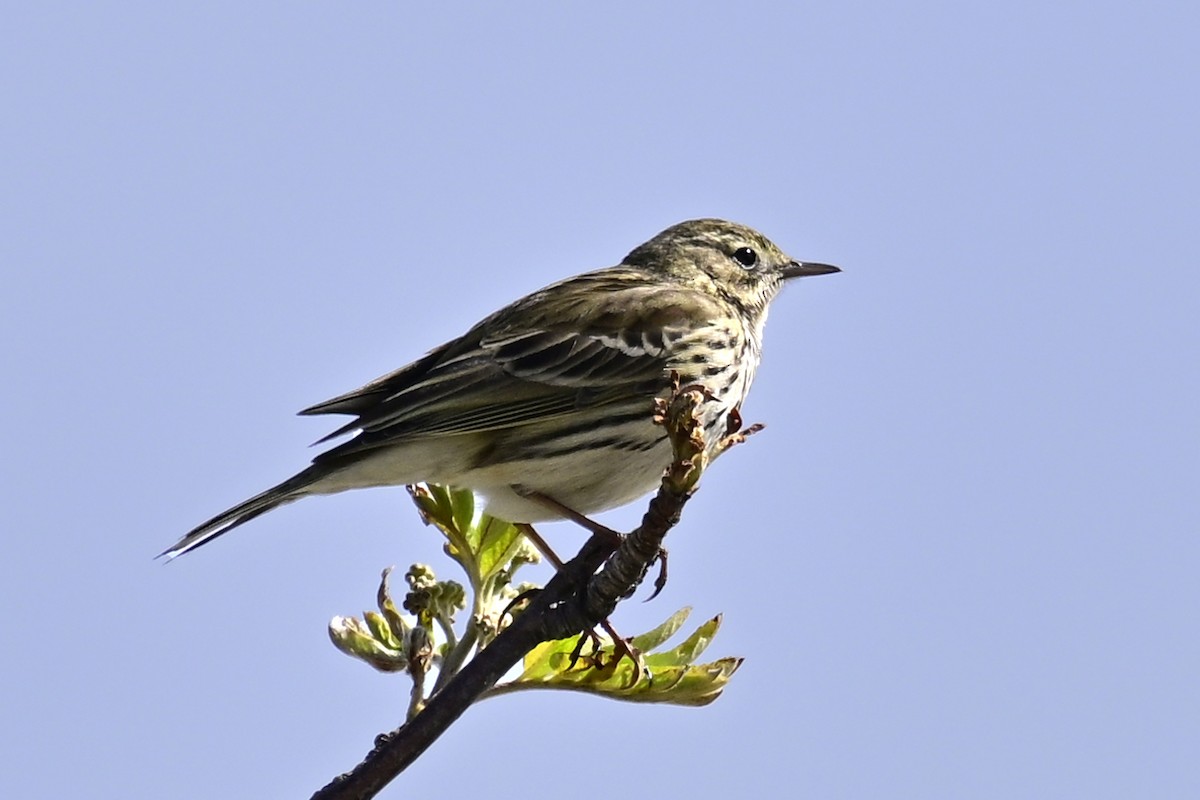 Meadow Pipit - ML618215928