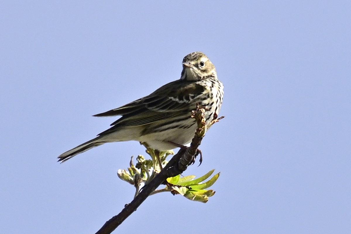 Meadow Pipit - ML618215930