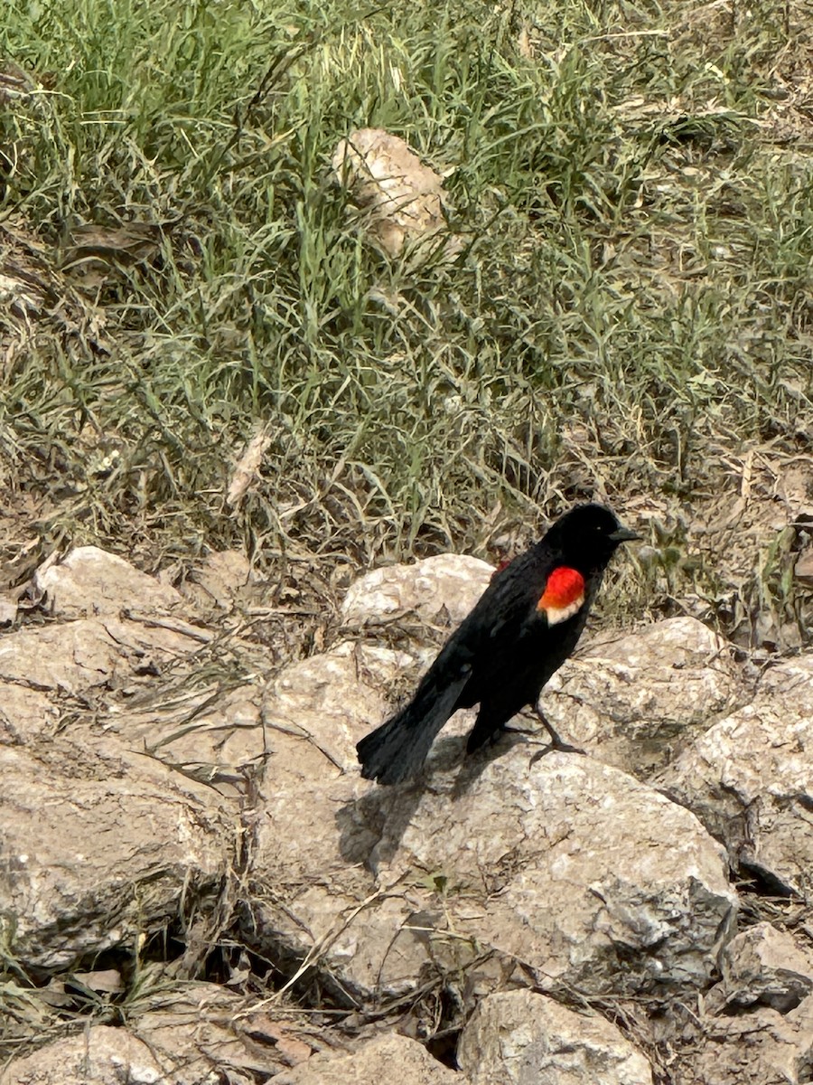 Red-winged Blackbird - ML618215970