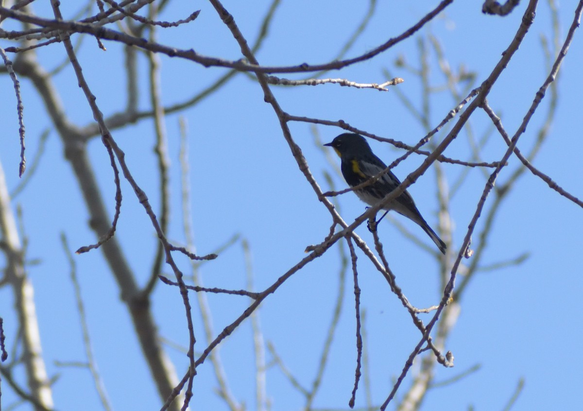 Yellow-rumped Warbler (Audubon's) - ML618216002