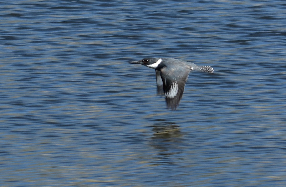 Belted Kingfisher - ML618216006