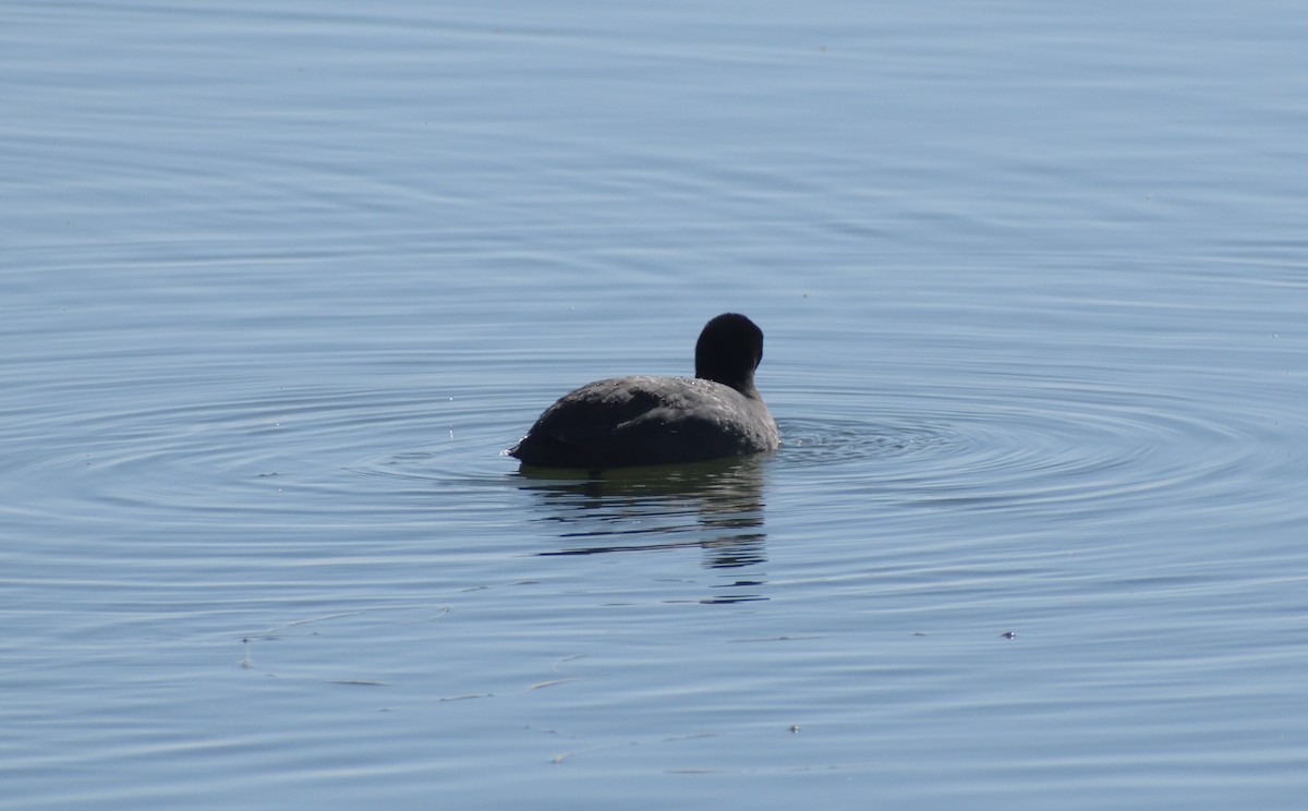 American Coot (Red-shielded) - ML618216044