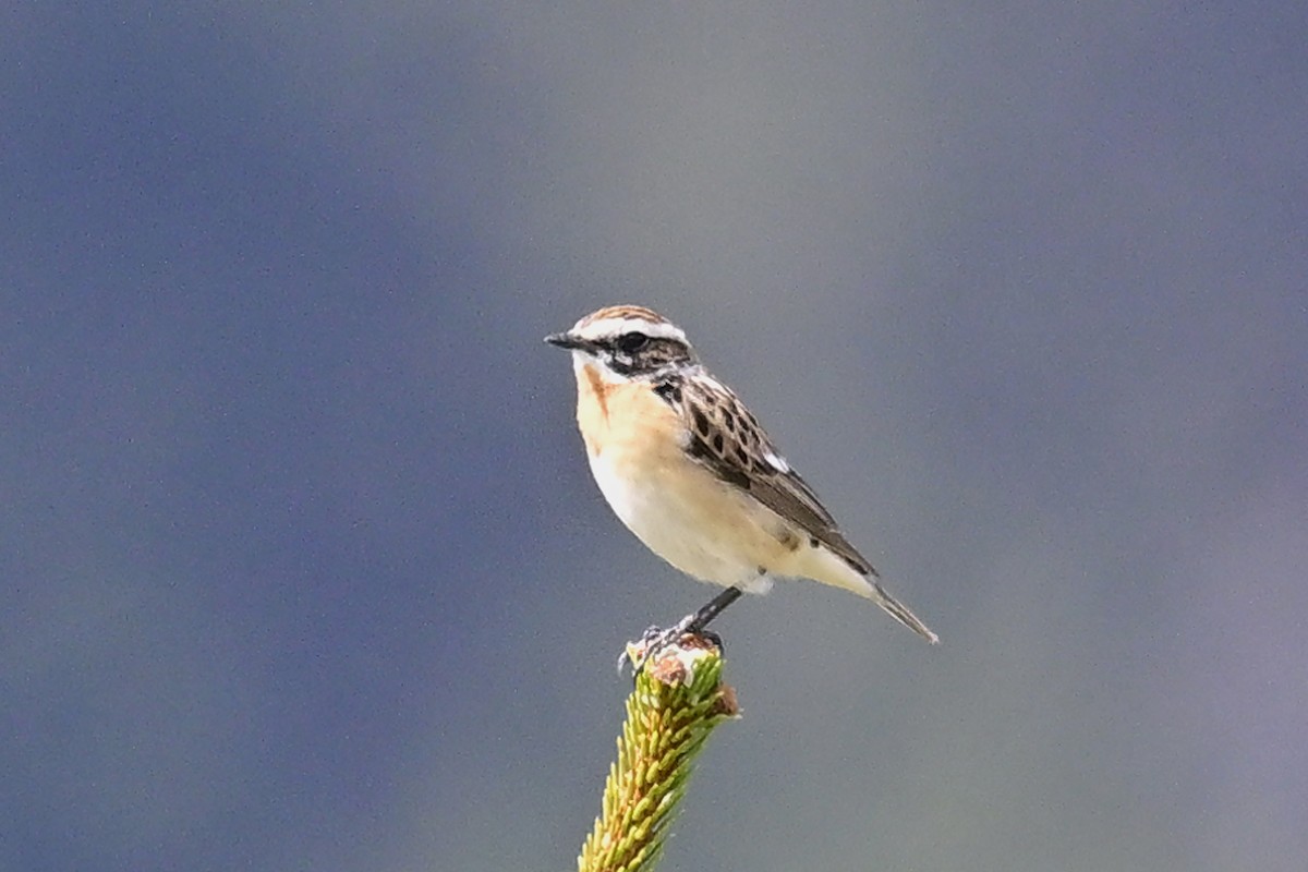 Whinchat - ML618216050