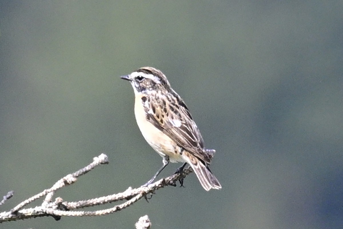 Whinchat - ML618216052