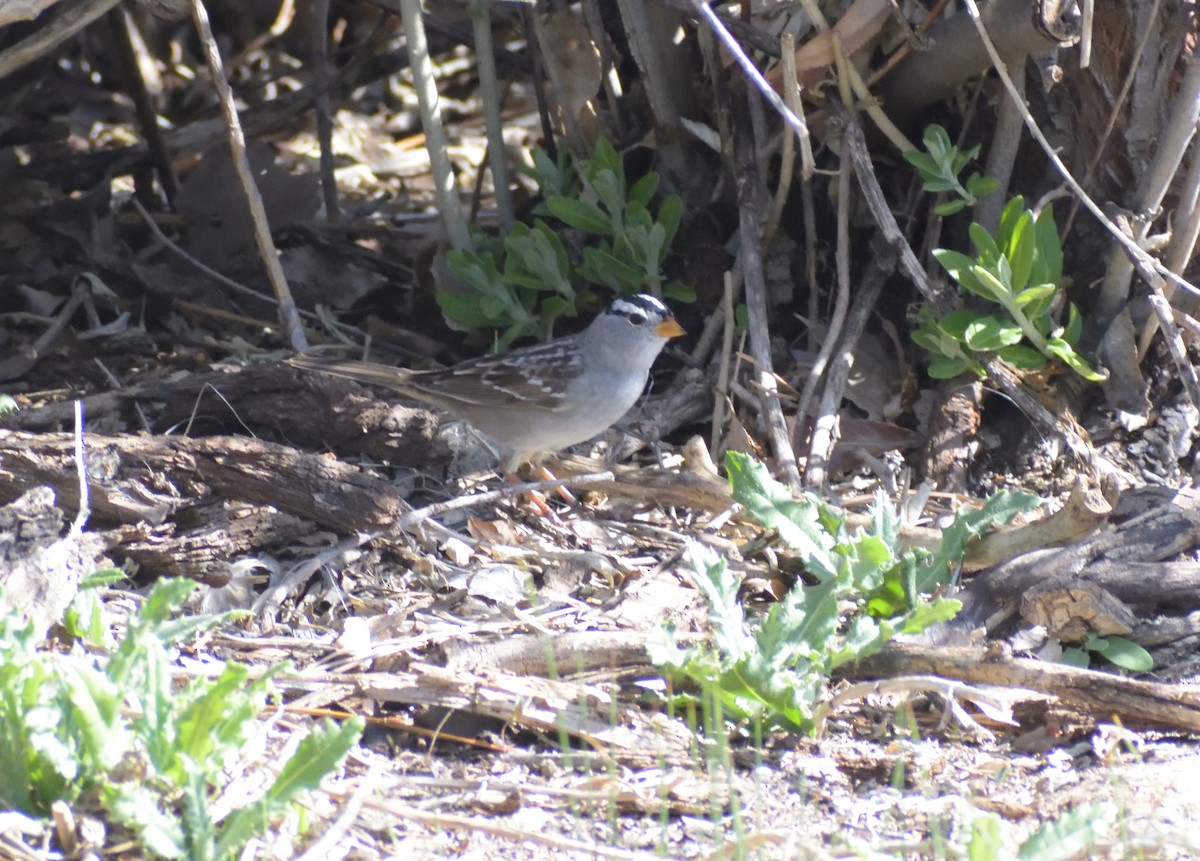 White-crowned Sparrow (Gambel's) - ML618216053