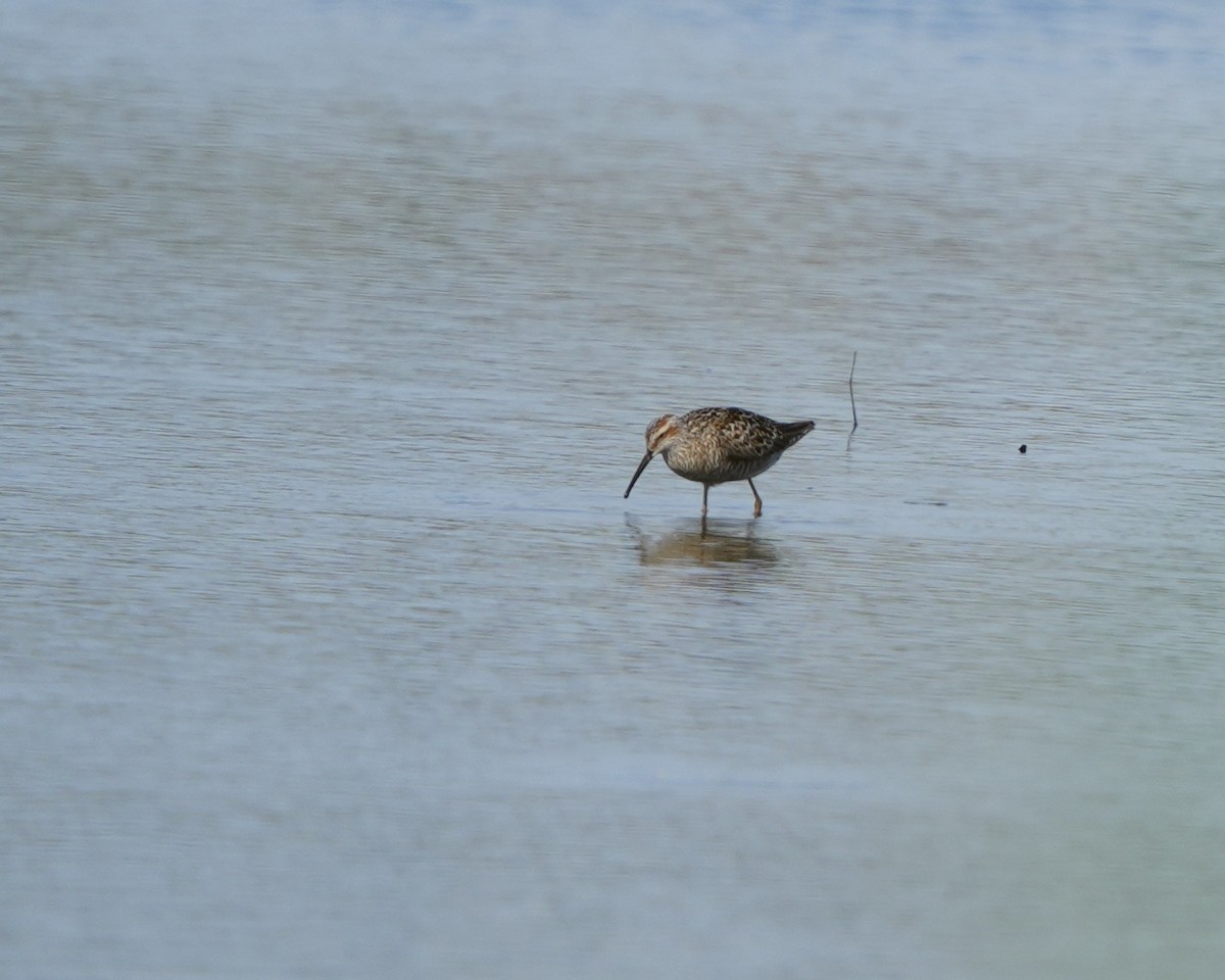 Long-billed Dowitcher - ML618216078