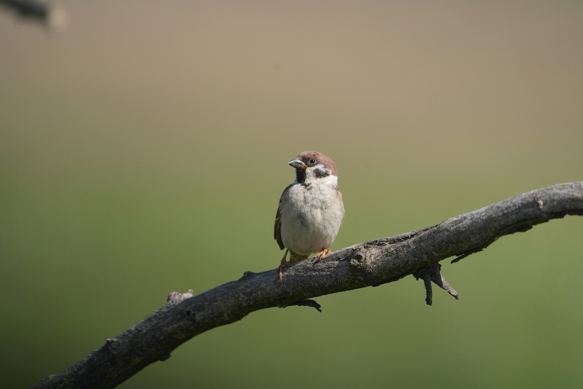 Eurasian Tree Sparrow - ML618216106