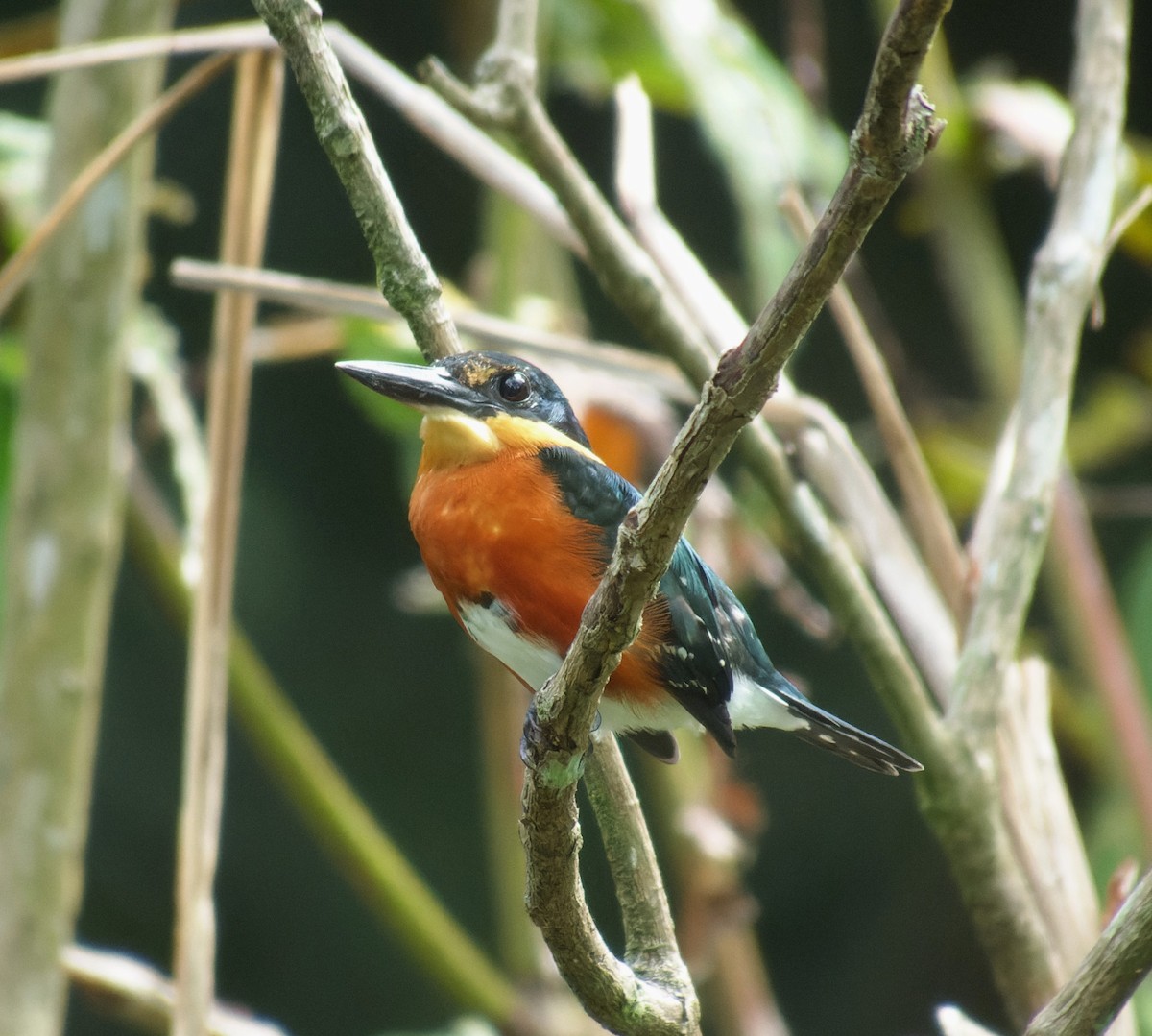 American Pygmy Kingfisher - Jeisson Figueroa Sandi